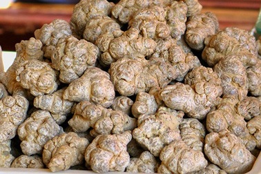 Bộ Y tế yêu cầu lấy mẫu, kiểm nghiệm thuốc Tam thất bột Phúc Hưng