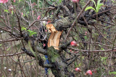 Hàng trăm gốc đào bất ngờ bị kẻ xấu chặt phá ngày cận Tết