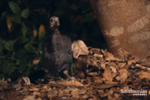 Xem loài rắn độc có răng dài nhất thế giới săn mồi