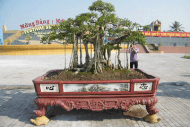 Cuộc hội ngộ của những cây cảnh “nghìn đô”