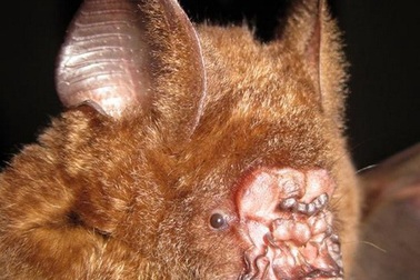 Phát hiện nhiều loài sinh vật quý hiếm, kỳ lạ tại Việt Nam