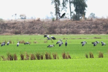 Không lơ là phòng cúm A/H5N1 trên các loài chim, cò