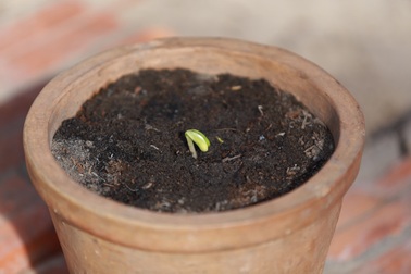 “Mầm lộc an lành” – Làn gió mới trong loạt phim tết 2016