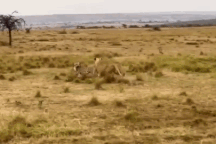 Mải mê đánh chén, báo săn suýt làm mồi ngon cho sư tử