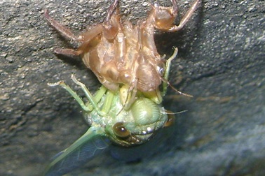 Săn ve sầu làm... mồi nhậu 