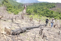 Dân tranh nhau phá rừng, chiếm đất
