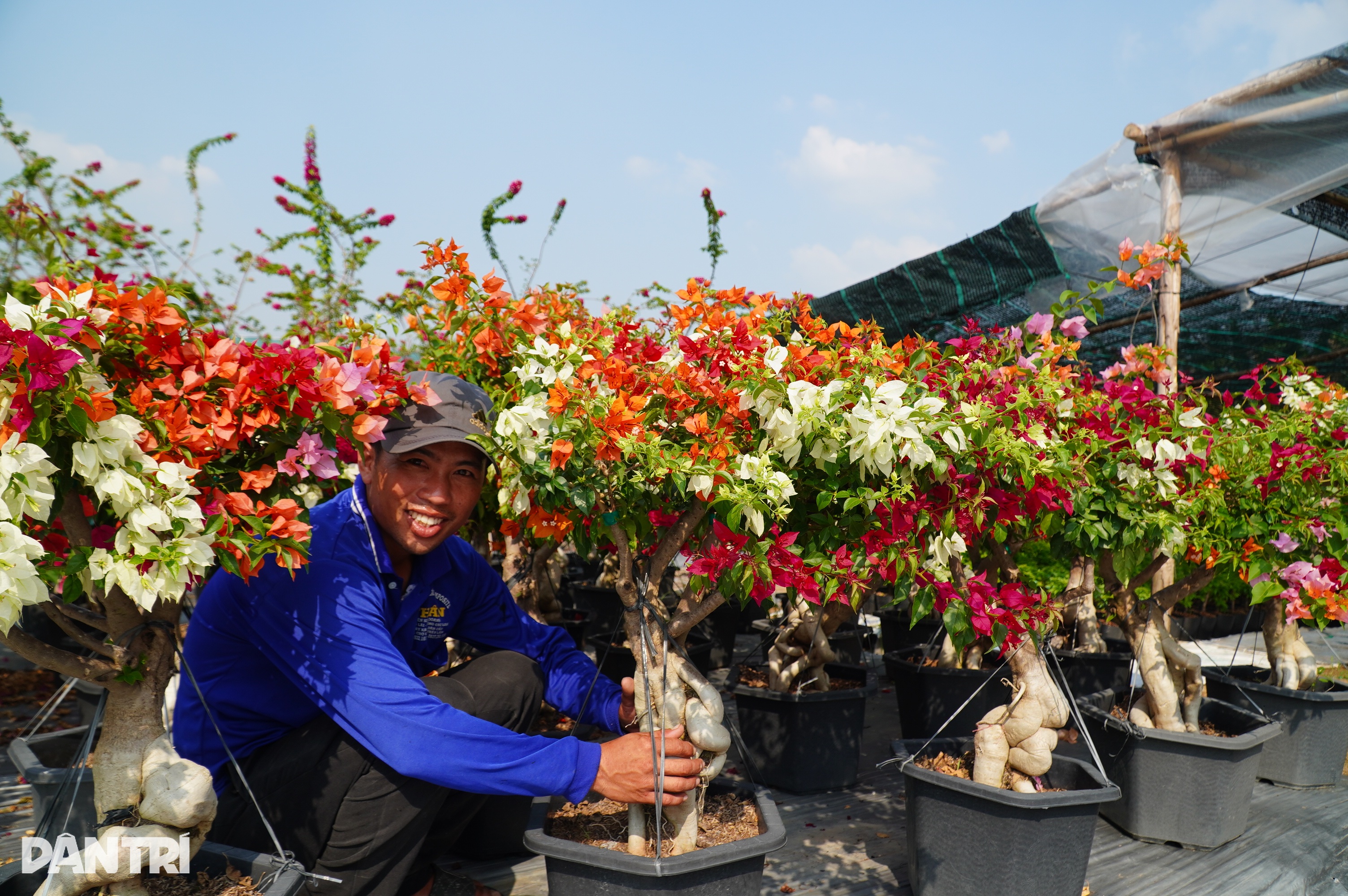 30.000 chậu cúc suýt ế và cú thoát hiểm phút cuối của người trồng hoa - 6 30.000 chậu cúc suýt ế và cú thoát hiểm phút cuối của người trồng hoa - 6