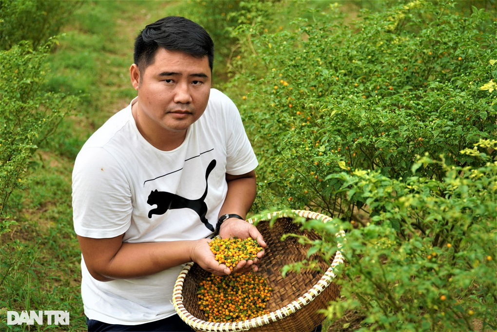 Trồng loại ớt đắt nhất thế giới, ôm lãi hàng trăm triệu đồng - 9 Trồng loại ớt đắt nhất thế giới, ôm lãi hàng trăm triệu đồng - 9