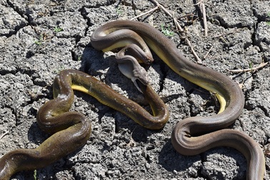 Rùng mình cảnh trăn khổng lồ nuốt chửng và nôn ra một con trăn còn lớn hơn