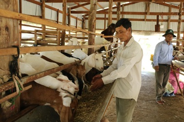 Đồng Tháp: Nuôi dê dễ lời, hướng đi mới cho người dân vùng biên giới