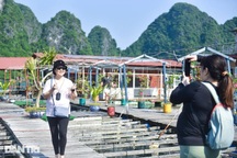 Mở cửa hoàn toàn du lịch, Việt Nam vẫn "đói" khách quốc tế