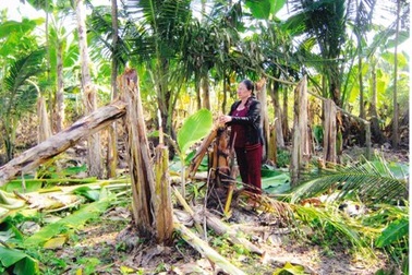 TAND tối cao kháng nghị giám đốc thẩm, vườn của dân bị phá hoại tan hoang