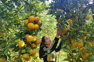 Rừng cam 100 tỷ đồng vàng rực hiếm có