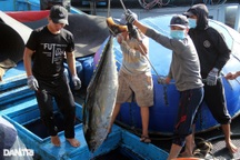 Xuất khẩu cá ngừ gặp khó, Thủ tướng có chỉ đạo "nóng"