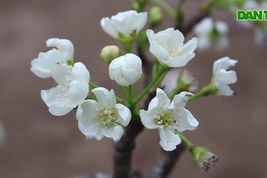 Đào phai, mai tàn, dân Hà Nội đổ xô đi mua hoa lê rừng