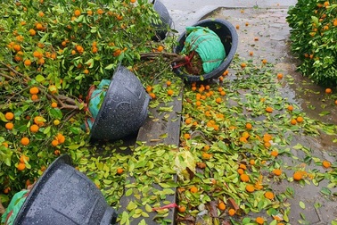 Mưa giông lớn quật đổ hàng trăm chậu quất, đào ở chợ hoa Tết