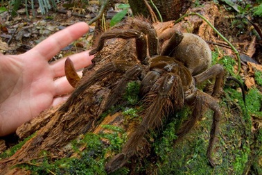 Phát hiện nhện khổng lồ dài 30cm, nặng bằng một chú cún con