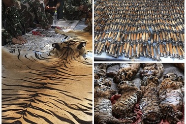 Những hình ảnh không thể tin nổi trong ngôi đền Hổ nổi tiếng ở Thái Lan