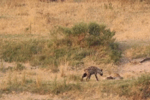 Cuộc chiến giành giật con mồi giữa báo hoa mai, linh cẩu và cá sấu