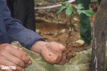"Ôm mộng" với quốc bảo sâm Ngọc Linh, người dân "ôm nợ" khóc ròng