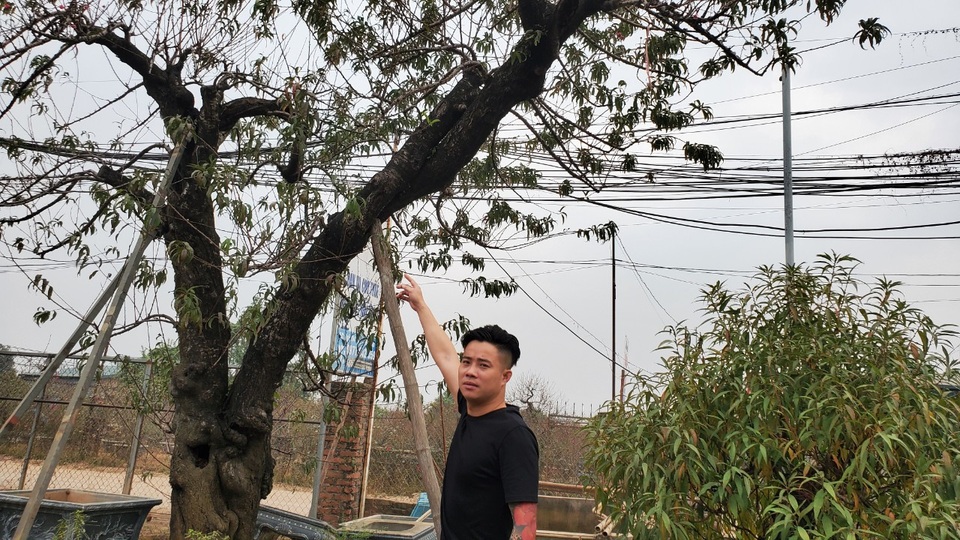 Người làm nghề trồng đào Nhật Tân lo cho vụ mùa dịp Tết Nguyên đán - 10 Người làm nghề trồng đào Nhật Tân lo cho vụ mùa dịp Tết Nguyên đán - 10