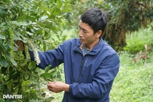 Cử nhân không xin được việc, về quê đổi đời nhờ "cây tỷ đô"