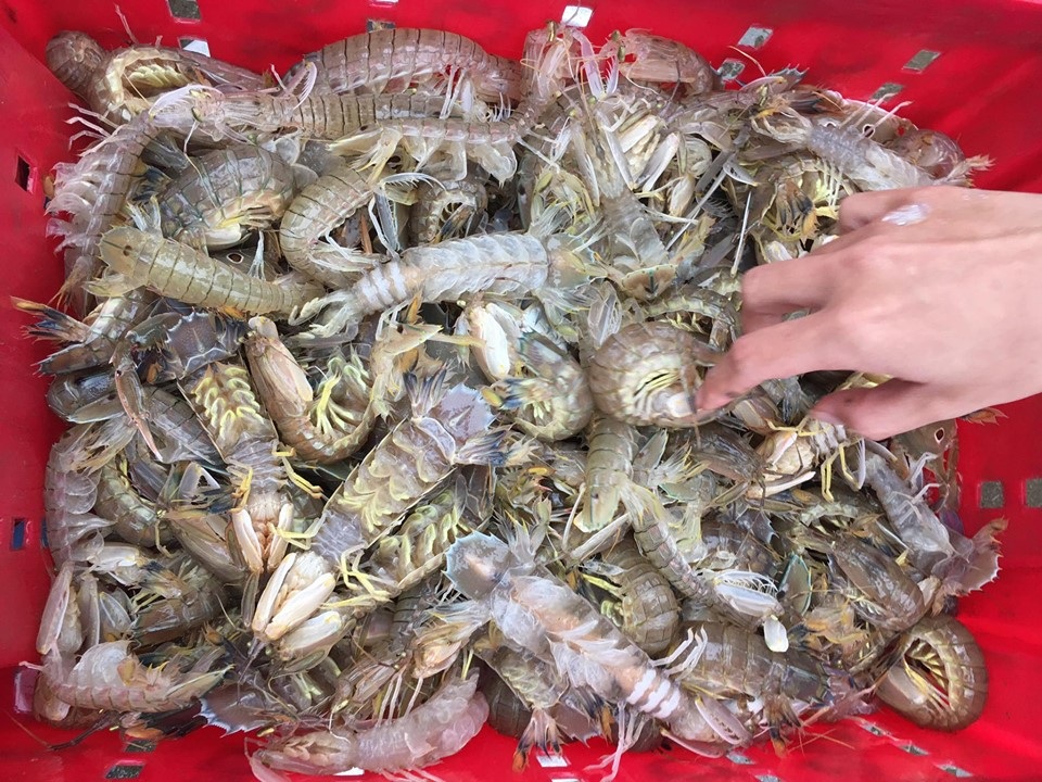 Mất việc vì Covid-19, ra biển bắt tôm cá trúng 1 triệu đồng/ngày - 8 Mất việc vì Covid-19, ra biển bắt tôm cá trúng 1 triệu đồng/ngày - 8
