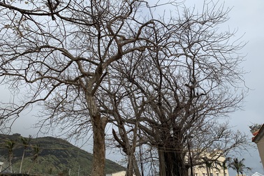 Cây xanh trên đảo tiền tiêu trụi lá sau bão lớn