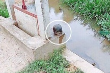 Kinh hãi phát hiện hộp sọ người bên lạch nước