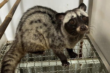 Cà Mau: Cô gái được bố mẹ cho 100 con chồn hương giá cả tỷ làm của hồi môn