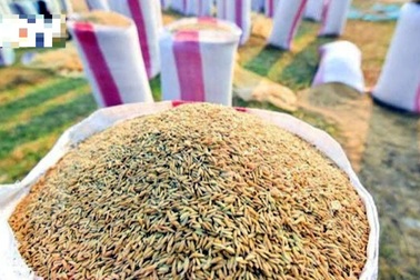 Chuyên gia nói gì về Campuchia xuất hàng triệu tấn thóc vào Việt Nam?