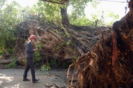 Cây đa cổ thụ hơn 200 năm tuổi bật gốc đè chết một phụ nữ