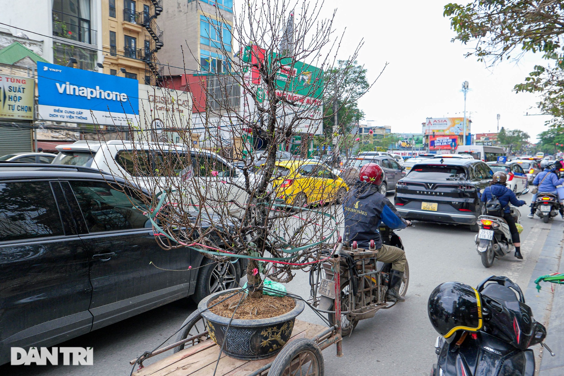 Đào núi Sa Pa tuyệt đẹp đổ bộ xuống Thủ đô - 10 Đào núi Sa Pa tuyệt đẹp đổ bộ xuống Thủ đô - 10