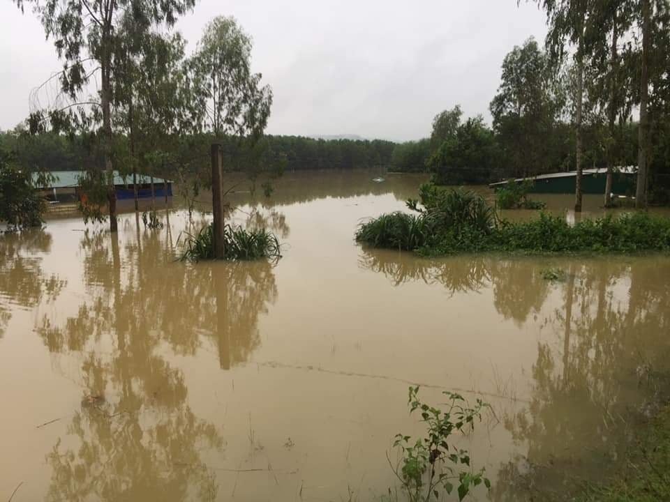 Đàn gà cả vạn con chết trong biển nước, dân trắng tay sau lũ - 1