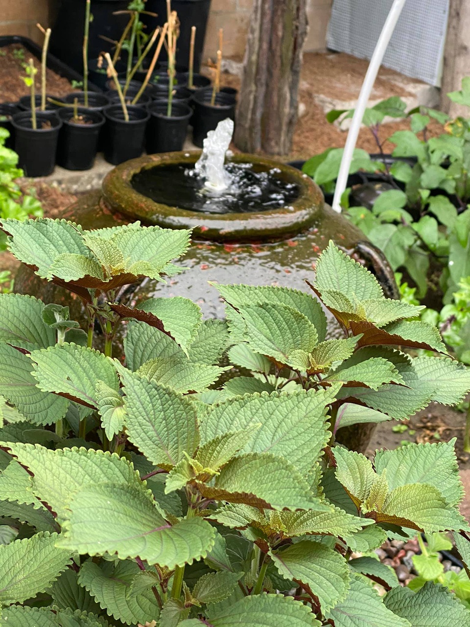 Chiêm ngưỡng nhà vườn 1.000m2 của danh ca Hương Lan và chồng kĩ sư tại Mỹ - 9 Chiêm ngưỡng nhà vườn 1.000m2 của danh ca Hương Lan và chồng kĩ sư tại Mỹ - 9