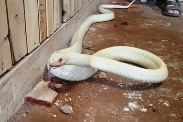 Kỳ lạ rắn bạch tạng “mắt đỏ” dài 2m, để chơi không bán của dân chơi Ninh Bình