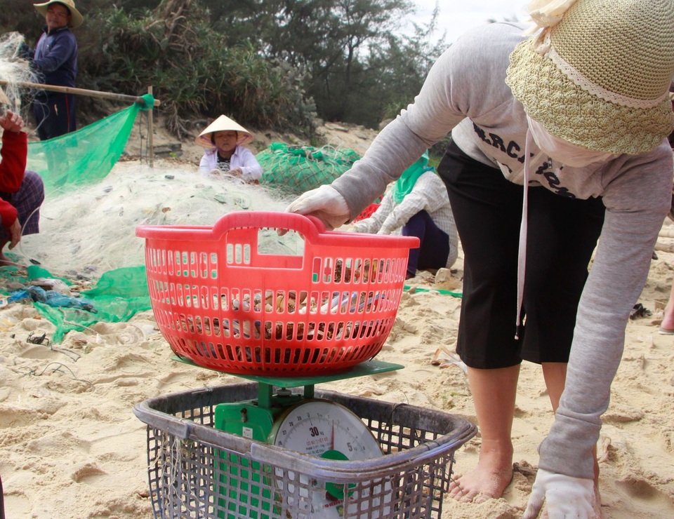 Huế: Trúng vụ ghẹ giáp Tết - 2 Huế: Trúng vụ ghẹ giáp Tết - 2