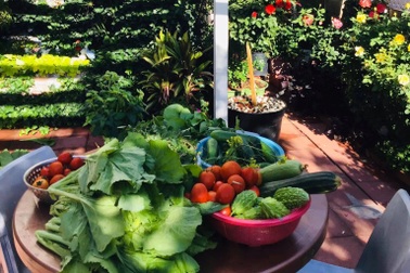 Khu vườn ngập rau trái Việt Nam giữa nước Mỹ của gia đình 4 thế hệ