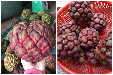 Na rừng khổng lồ nặng 3kg “chỉ ngửi, không ăn” vẫn đắt hàng về Thủ đô