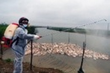 Truy bắt 3 đối tượng phát tán mầm bệnh dịch cúm H5N1