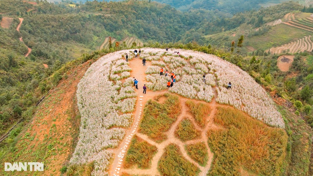 Hoa tam giác mạch nở rộ, du khách khắp nơi đổ về Hà Giang check-in - 6 Hoa tam giác mạch nở rộ, du khách khắp nơi đổ về Hà Giang check-in - 6