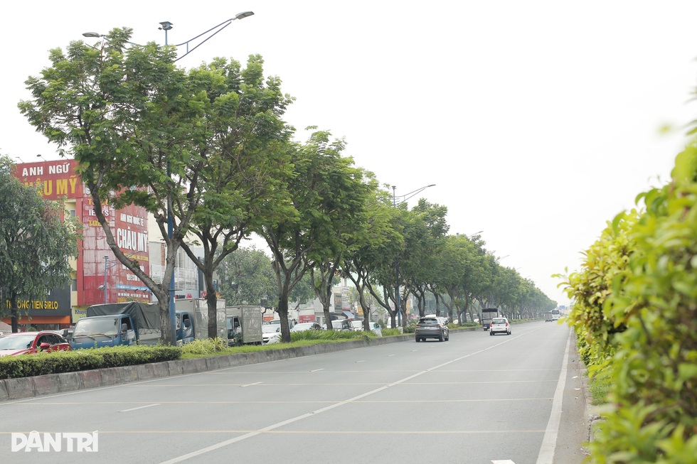 Đau đáu khi hạ cây xanh ở TPHCM để xây dựng hạ tầng - 2