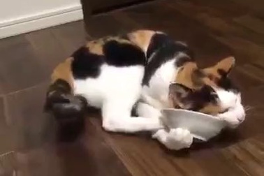 Clip thư giãn: Mèo ôm bát liếm láp mãi không thôi