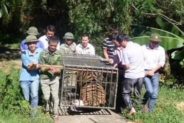 Bàn giao cá thể hổ nặng 170kg về Sóc Sơn, Hà Nội