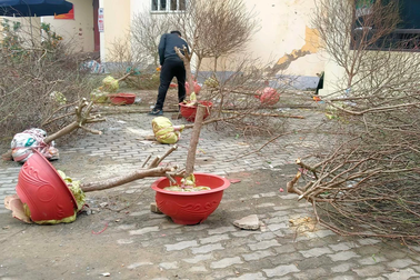 Xót xa cảnh thương lái chặt bỏ đào vì giá quá thấp