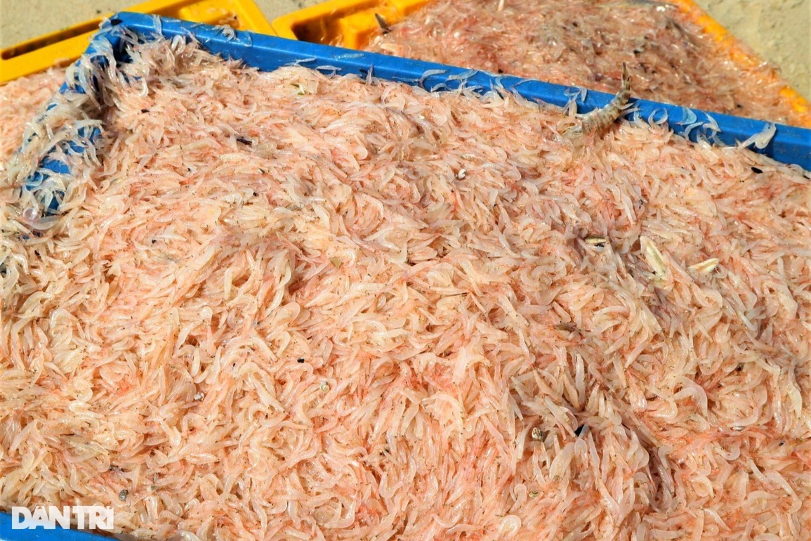 Bắt con nhỏ mà có võ, ngư dân thu tiền đều tay mỗi ngày - 5 Bắt con nhỏ mà có võ, ngư dân thu tiền đều tay mỗi ngày - 5
