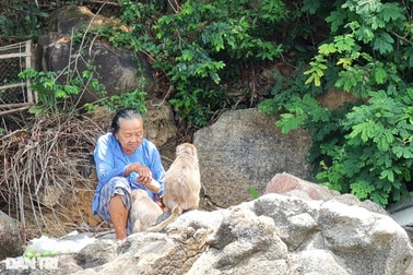 Bà lão cưu mang đàn khỉ quý hiếm nơi cửa sông