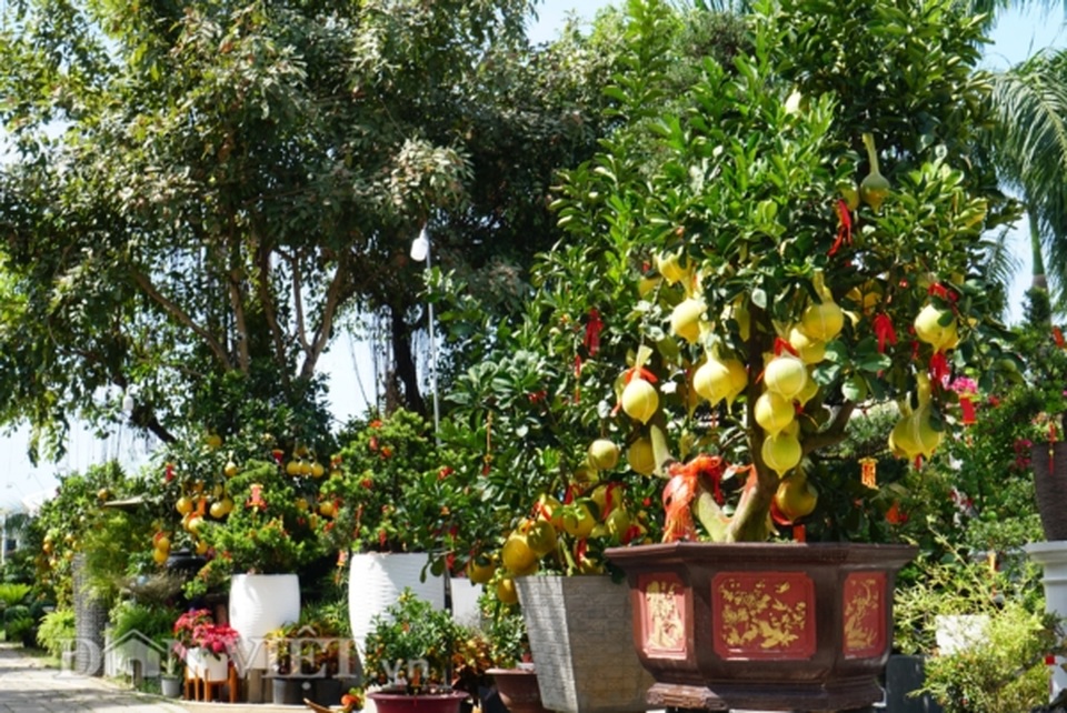 Bưởi Diễn Tết đổ bộ Sài thành, 70 triệu/cây khách vẫn xuống tiền - 9 Bưởi Diễn Tết đổ bộ Sài thành, 70 triệu/cây khách vẫn xuống tiền - 9