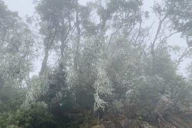 Băng tuyết phủ trắng đèo Ô Quý Hồ, dự báo sáng mai tràn xuống Sa Pa