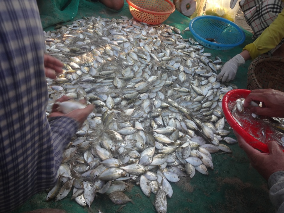 Những “mẻ lưới niềm vui” của ngư dân Đà Nẵng sau nới lỏng giãn cách xã hội - 3 Những “mẻ lưới niềm vui” của ngư dân Đà Nẵng sau nới lỏng giãn cách xã hội - 3